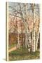 White Birches of Northern Michigan-null-Stretched Canvas