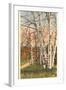 White Birches of Northern Michigan-null-Framed Art Print