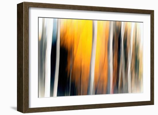 White Birches-Ursula Abresch-Framed Photographic Print