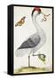 White Bird, with Red and Black Crest, a Snake in its Mouth-Maria Sibylla Merian-Framed Stretched Canvas