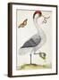 White Bird, with Red and Black Crest, a Snake in its Mouth-Maria Sibylla Merian-Framed Art Print