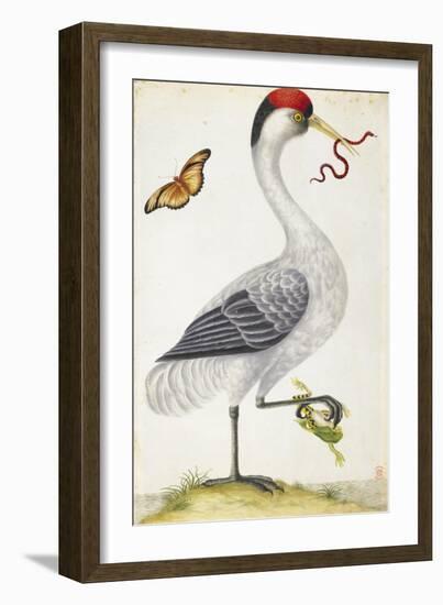 White Bird, with Red and Black Crest, a Snake in its Mouth-Maria Sibylla Merian-Framed Art Print