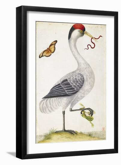 White Bird, with Red and Black Crest, a Snake in its Mouth-Maria Sibylla Merian-Framed Art Print