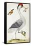 White Bird, with Red and Black Crest, a Snake in its Mouth-Maria Sibylla Merian-Framed Stretched Canvas