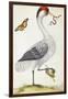 White Bird, with Red and Black Crest, a Snake in its Mouth-Maria Sibylla Merian-Framed Art Print