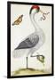 White Bird, with Red and Black Crest, a Snake in its Mouth-Maria Sibylla Merian-Framed Art Print