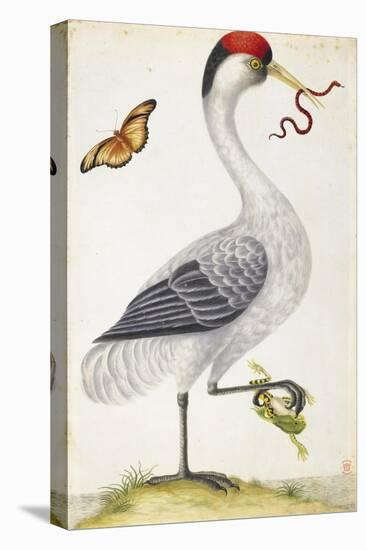 White Bird, with Red and Black Crest, a Snake in its Mouth-Maria Sibylla Merian-Stretched Canvas