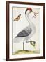 White Bird, with Red and Black Crest, a Snake in its Mouth-Maria Sibylla Merian-Framed Art Print