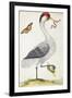 White Bird, with Red and Black Crest, a Snake in its Mouth-Maria Sibylla Merian-Framed Art Print