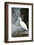 White Bird with Waterfall. Heron in the River. Bird in the Rock Habitat with Water. Wildlife Scene-Ondrej Prosicky-Framed Photographic Print