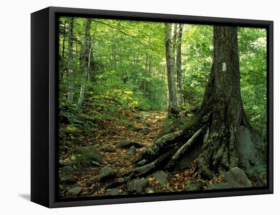 White Blaze Marks Appalachian Trail, White Mountains, New Hampshire, USA-Jerry & Marcy Monkman-Framed Stretched Canvas