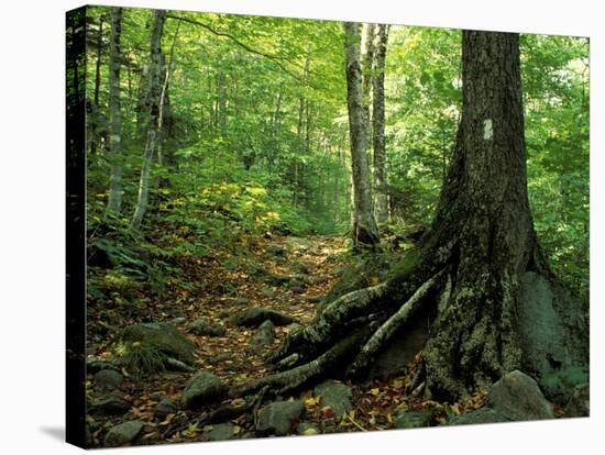 White Blaze Marks Appalachian Trail, White Mountains, New Hampshire, USA-Jerry & Marcy Monkman-Stretched Canvas