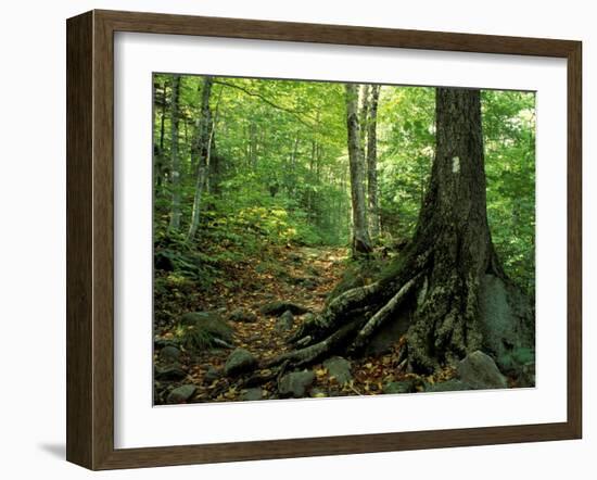 White Blaze Marks Appalachian Trail, White Mountains, New Hampshire, USA-Jerry & Marcy Monkman-Framed Premium Photographic Print