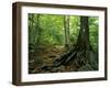 White Blaze Marks Appalachian Trail, White Mountains, New Hampshire, USA-Jerry & Marcy Monkman-Framed Premium Photographic Print