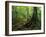 White Blaze Marks Appalachian Trail, White Mountains, New Hampshire, USA-Jerry & Marcy Monkman-Framed Premium Photographic Print