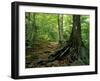 White Blaze Marks Appalachian Trail, White Mountains, New Hampshire, USA-Jerry & Marcy Monkman-Framed Premium Photographic Print