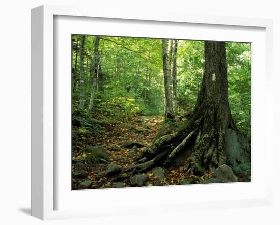 White Blaze Marks Appalachian Trail, White Mountains, New Hampshire, USA-Jerry & Marcy Monkman-Framed Premium Photographic Print