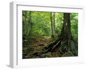 White Blaze Marks Appalachian Trail, White Mountains, New Hampshire, USA-Jerry & Marcy Monkman-Framed Premium Photographic Print