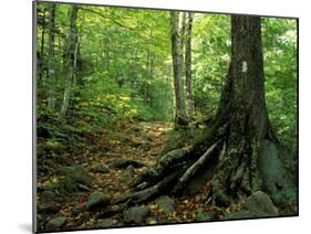 White Blaze Marks Appalachian Trail, White Mountains, New Hampshire, USA-Jerry & Marcy Monkman-Mounted Premium Photographic Print