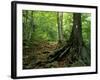 White Blaze Marks Appalachian Trail, White Mountains, New Hampshire, USA-Jerry & Marcy Monkman-Framed Photographic Print