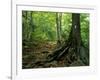 White Blaze Marks Appalachian Trail, White Mountains, New Hampshire, USA-Jerry & Marcy Monkman-Framed Photographic Print