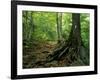 White Blaze Marks Appalachian Trail, White Mountains, New Hampshire, USA-Jerry & Marcy Monkman-Framed Photographic Print