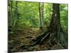 White Blaze Marks Appalachian Trail, White Mountains, New Hampshire, USA-Jerry & Marcy Monkman-Mounted Photographic Print