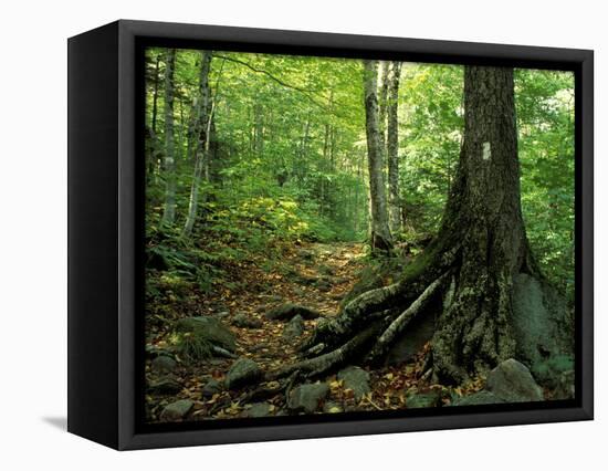 White Blaze Marks Appalachian Trail, White Mountains, New Hampshire, USA-Jerry & Marcy Monkman-Framed Stretched Canvas