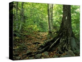 White Blaze Marks Appalachian Trail, White Mountains, New Hampshire, USA-Jerry & Marcy Monkman-Stretched Canvas