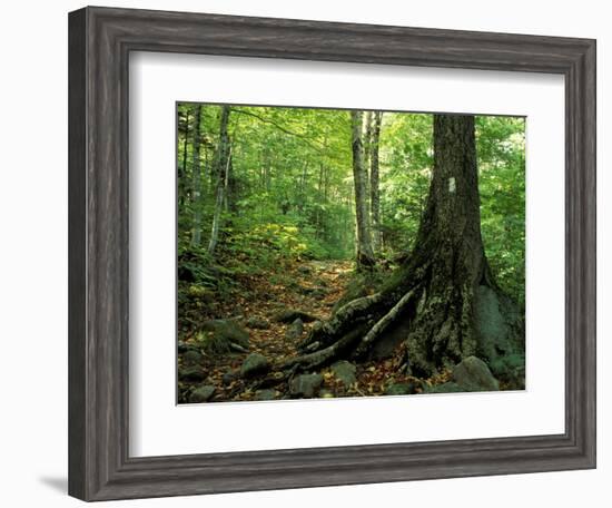 White Blaze Marks Appalachian Trail, White Mountains, New Hampshire, USA-Jerry & Marcy Monkman-Framed Photographic Print