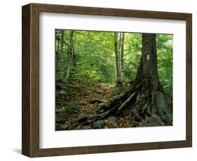 White Blaze Marks Appalachian Trail, White Mountains, New Hampshire, USA-Jerry & Marcy Monkman-Framed Photographic Print