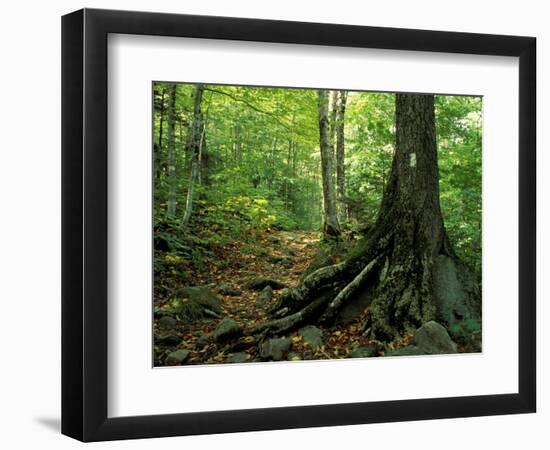 White Blaze Marks Appalachian Trail, White Mountains, New Hampshire, USA-Jerry & Marcy Monkman-Framed Photographic Print