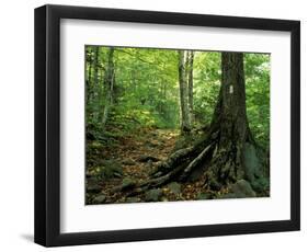 White Blaze Marks Appalachian Trail, White Mountains, New Hampshire, USA-Jerry & Marcy Monkman-Framed Photographic Print