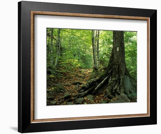 White Blaze Marks Appalachian Trail, White Mountains, New Hampshire, USA-Jerry & Marcy Monkman-Framed Photographic Print