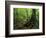 White Blaze Marks Appalachian Trail, White Mountains, New Hampshire, USA-Jerry & Marcy Monkman-Framed Photographic Print