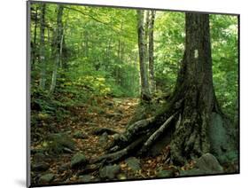 White Blaze Marks Appalachian Trail, White Mountains, New Hampshire, USA-Jerry & Marcy Monkman-Mounted Photographic Print