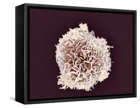 White Blood Cell, SEM-Steve Gschmeissner-Framed Stretched Canvas