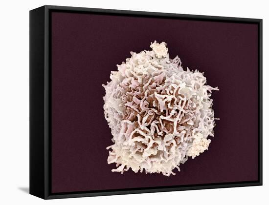 White Blood Cell, SEM-Steve Gschmeissner-Framed Stretched Canvas