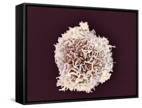 White Blood Cell, SEM-Steve Gschmeissner-Framed Stretched Canvas