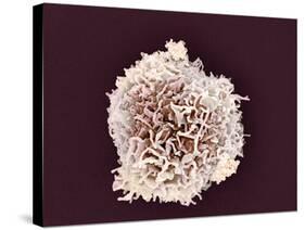 White Blood Cell, SEM-Steve Gschmeissner-Stretched Canvas