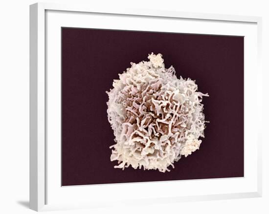 White Blood Cell, SEM-Steve Gschmeissner-Framed Photographic Print