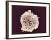 White Blood Cell, SEM-Steve Gschmeissner-Framed Photographic Print