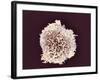 White Blood Cell, SEM-Steve Gschmeissner-Framed Photographic Print