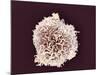 White Blood Cell, SEM-Steve Gschmeissner-Mounted Photographic Print