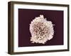 White Blood Cell, SEM-Steve Gschmeissner-Framed Photographic Print