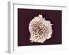 White Blood Cell, SEM-Steve Gschmeissner-Framed Photographic Print