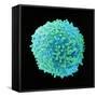 White Blood Cell-Steve Gschmeissner-Framed Stretched Canvas