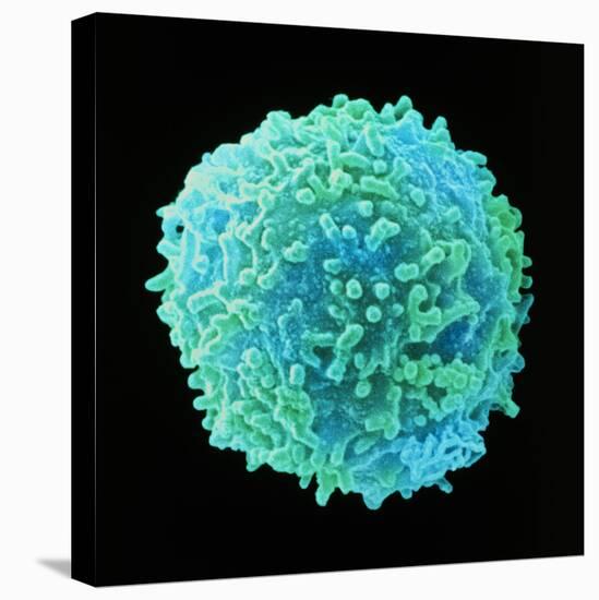 White Blood Cell-Steve Gschmeissner-Stretched Canvas
