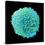 White Blood Cell-Steve Gschmeissner-Stretched Canvas
