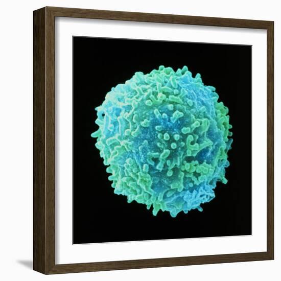 White Blood Cell-Steve Gschmeissner-Framed Premium Photographic Print